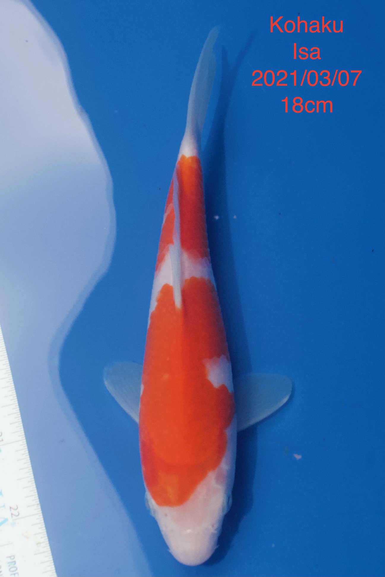Kohaku Isa 2021:03:07 18cm