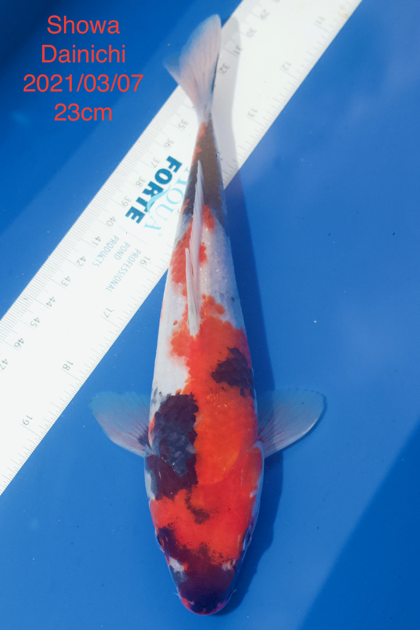 Showa Dainichi 2021/03/07 23cm